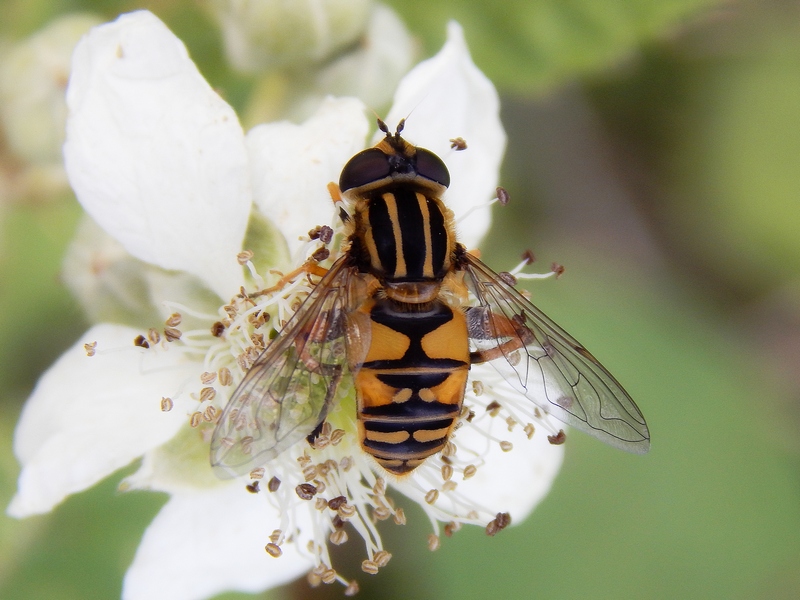 ID Syrphidae